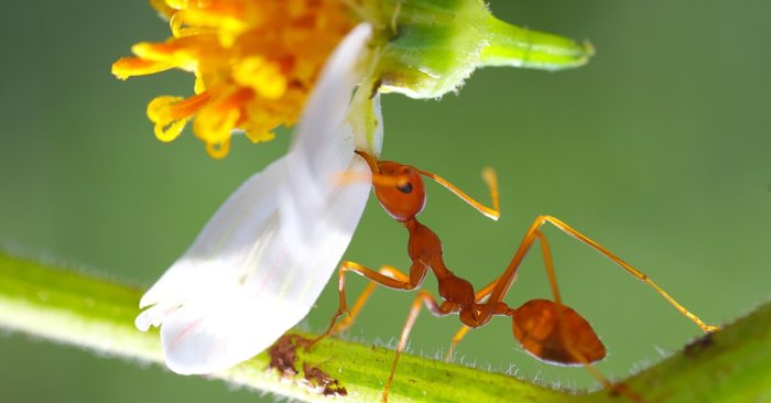 Ants beings result Ants beings result